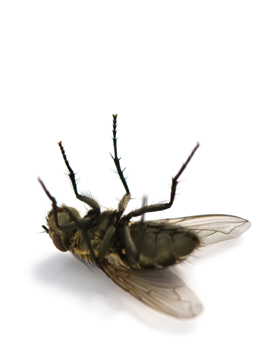 Flies And Flying Pests Controled By Evans Pest Control In Philadelphia