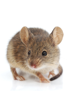 Rodent Control In philadelphia By Evans Pest Control