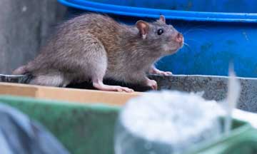 Philadelphia Rodent Control Service Plans