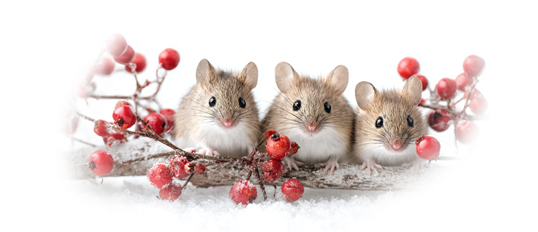 Winter Is Here And So Are The Pests