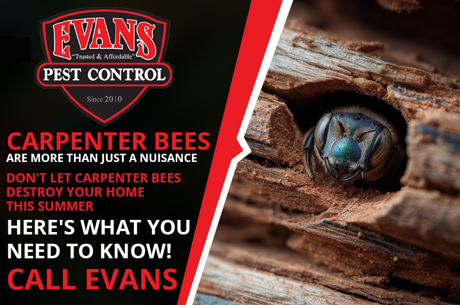 Don't Let Carpenter Bees Damage Your Home This Summer – Here's What You Need to Know!