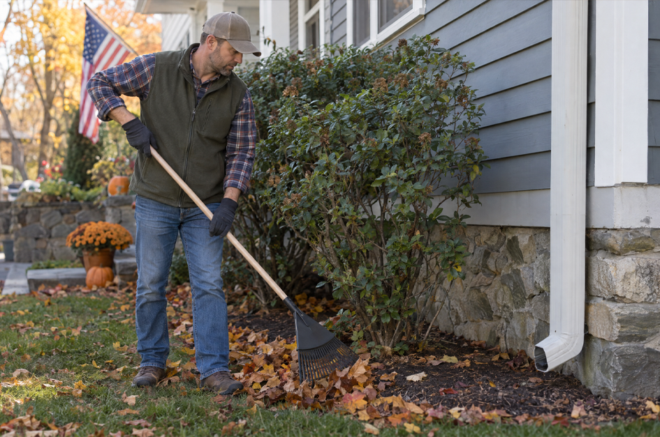 Homeowner clearing fallen leaves away from shrubs and the foundation of a house