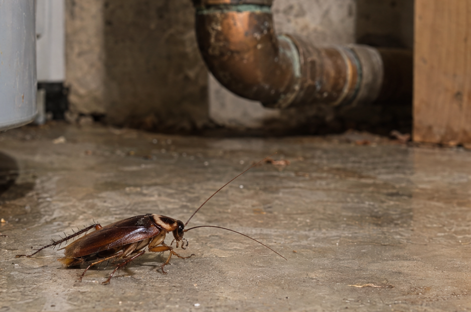 Cockroach in a damp basement or utility area near plumbing