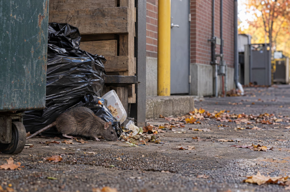 Rat feeding near discarded food and trash behind a commercial building in fall