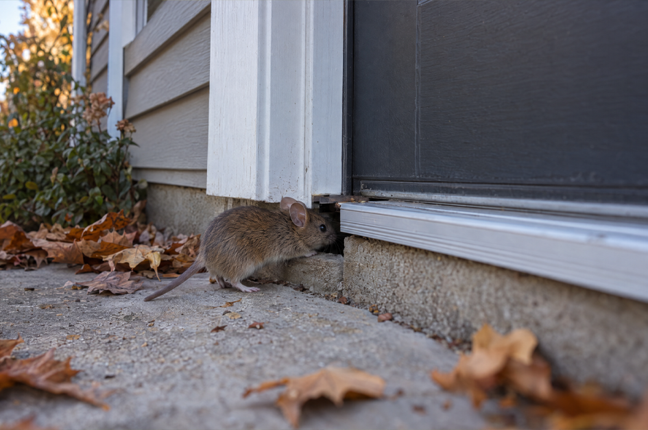 Mouse approaching a small opening beneath an exterior door during fall