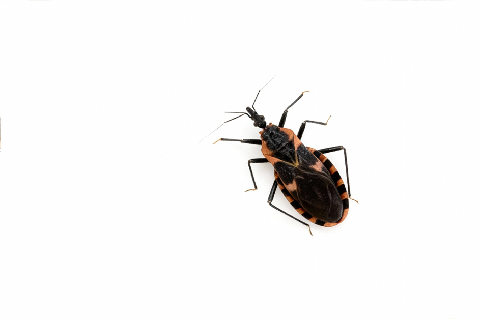 Kissing Bugs & Chagas Disease: A Growing Concern In The Delaware Valley