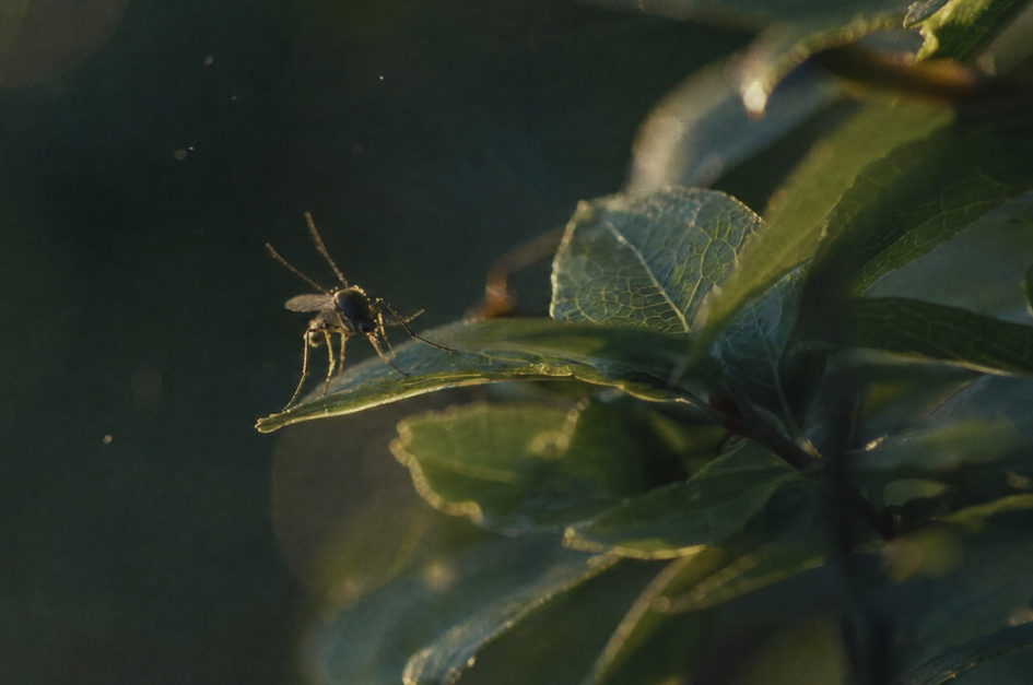 The Spring Mosquito Strategy Preferred By Evans Pest Control