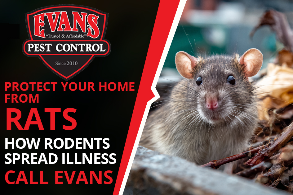 Rodent-Borne Diseases: How Rodents Spread Illness to Humans — And How to Protect Your Home