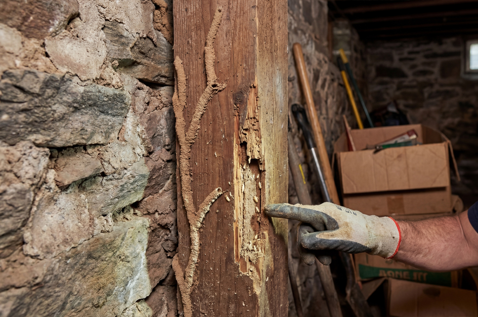 Why You May See Termites Earlier - Even In February