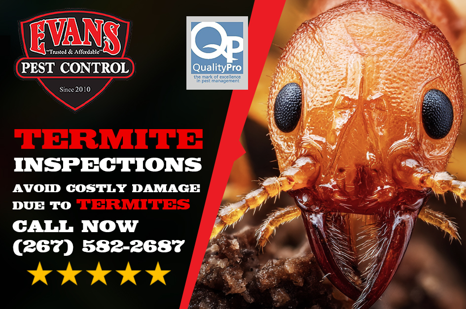 Why You Need A Professional Termite Inspection In Spring And Early Summer