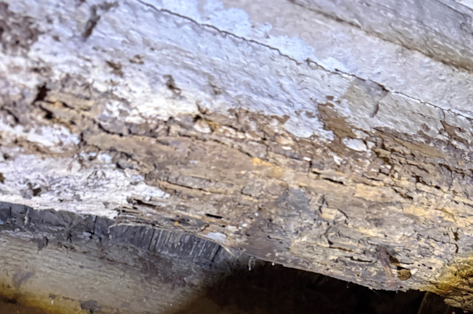 Termites Can Eat Right Through Your Home