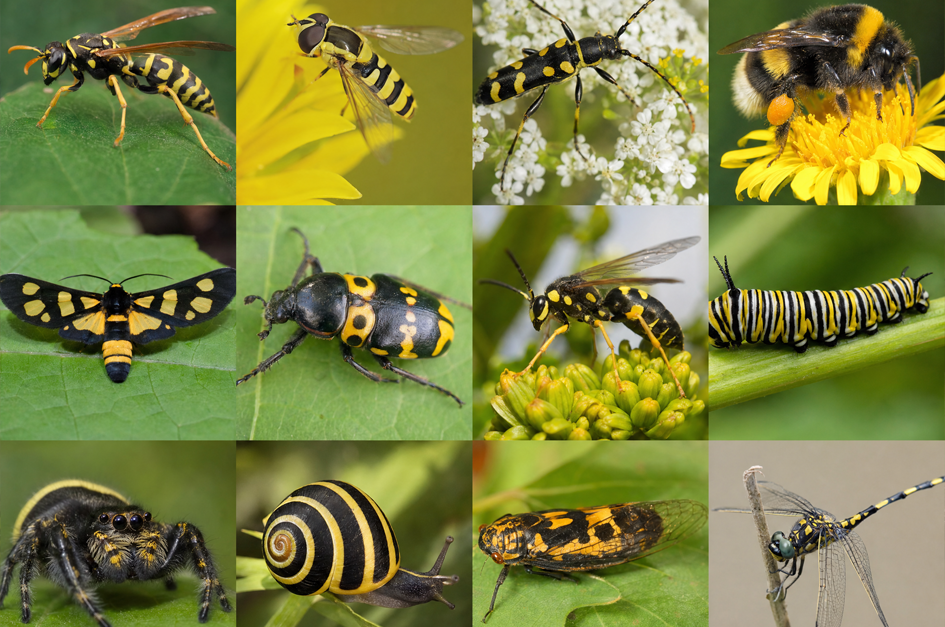 Why Are So Many Insects Yellow and Black?